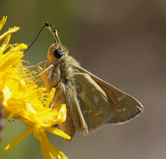 Hesperia assiniboia