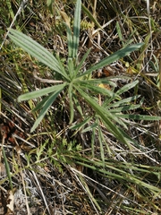 Onosma simplicissima