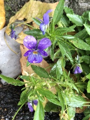 Viola tricolor