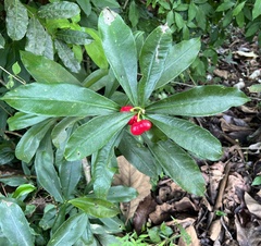 Rauvolfia tetraphylla