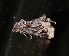 Homophoberia apicosa