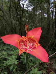 Tigridia pavonia