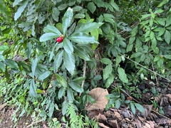 Rauvolfia tetraphylla