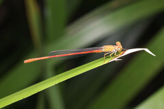 Ceriagrion aeruginosum