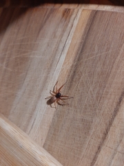 Trachelas tranquillus