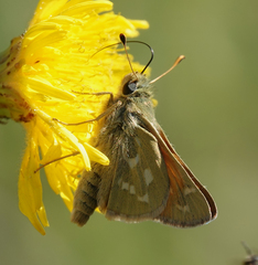 Hesperia assiniboia