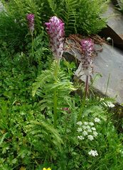 Pedicularis panjutinii