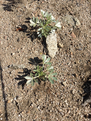 Lupinus peirsonii