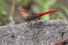 Orthetrum chrysis