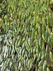 Potamogeton nodosus