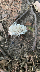 Sebacina schweinitzii