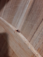 Trachelas tranquillus