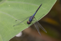 Trithemis festiva