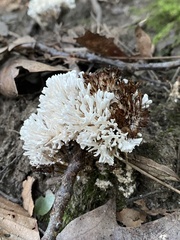 Sebacina schweinitzii