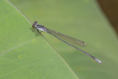Pseudagrion pruinosum