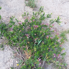 Phyllodoce empetriformis