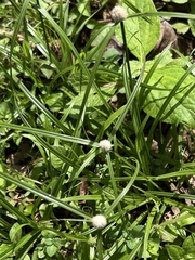 Cyperus mindorensis