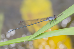 Pseudagrion pruinosum