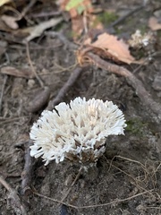 Sebacina schweinitzii