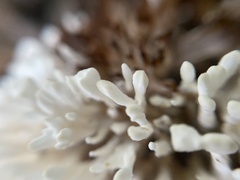 Sebacina schweinitzii