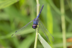 Trithemis festiva