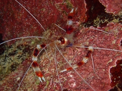 Stenopus hispidus