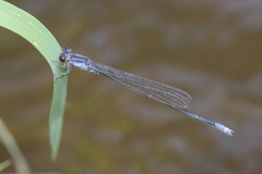 Pseudagrion pruinosum