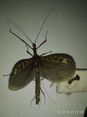 Trachythorax maculicollis