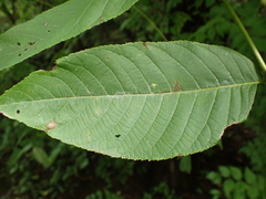 Pseudomicrostroma juglandis