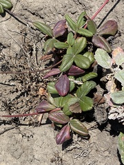 Fragaria