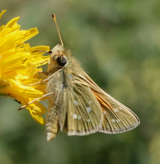 Hesperia assiniboia