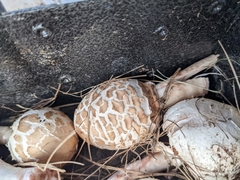 Chlorophyllum brunneum