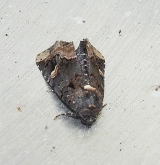 Homophoberia apicosa
