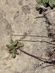 Fragaria