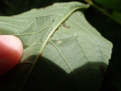 Pseudomicrostroma juglandis