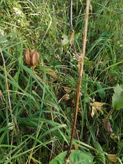 Lilium martagon pilosiusculum