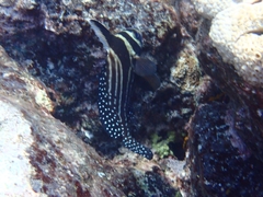 Eques punctatus