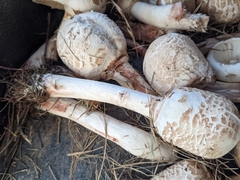 Chlorophyllum brunneum