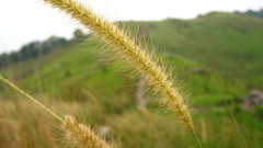 Cenchrus polystachios