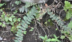 Asplenium palmeri