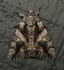 Catocala verrilliana