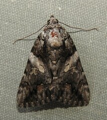 Catocala verrilliana