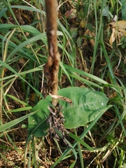 Lilium martagon pilosiusculum