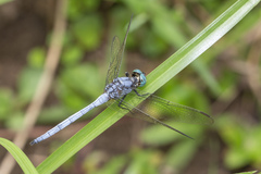 Orthetrum luzonicum