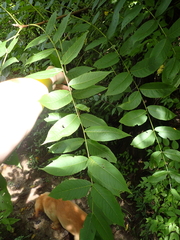 Pseudomicrostroma juglandis