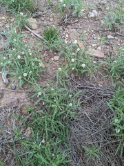 Chamaesaracha coronopus