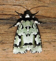 Emarginea percara