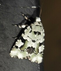 Emarginea percara
