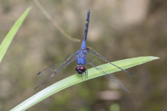 Trithemis festiva