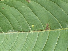Pseudomicrostroma juglandis